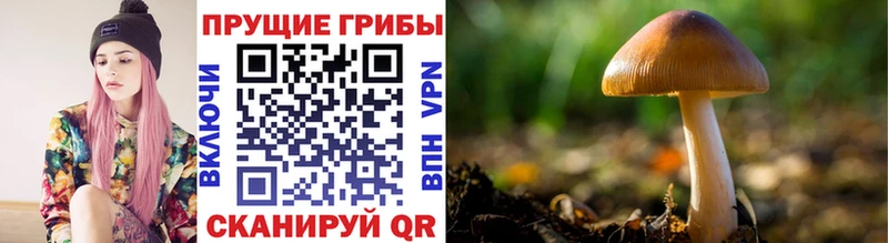 Псилоцибиновые грибы MAGIC MUSHROOMS  сколько стоит  Сурск 